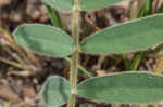 Spiked hoarypea